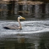 Heron 1/3