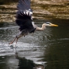 Heron 2/3
