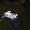 Heron 3/3