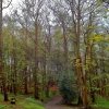 Tall Trees