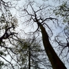 More tall trees