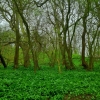 More greenery
