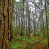 Hiding behind a tree!